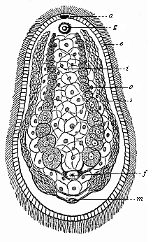 Aphanostomum Langii (Haekel), a primitive worm of the platodaria class, of the order of Cryptocoela or Acoela.