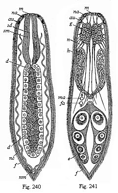 Fig. 240. A simple turbellarian (Rhabdocoelum). Fig. 241. The same, showing the other organs.