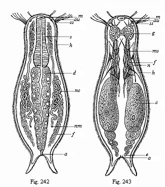 Chaetonotus, a rudimentary vermalian, of the group of Gastrotricha.
