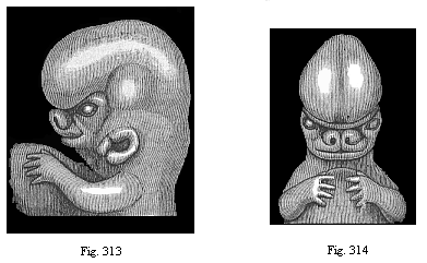 Figs. 313 and 314. Upper part of the body of a human embryo, two-thirds of an inch long, of the sixth week; Fig. 313 from the left, Fig. 314 from the front.