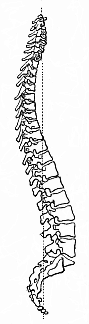 The human vertebral column (standing upright, from the right side).