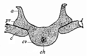 A dorsal vertebra of the same embryo, in lateral transverse section.
