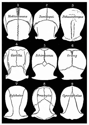 Roofs of the skulls of nine Primates (Cattarrhines), seen from above and reduced to a common size.