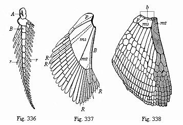 Fig. 336. Skeleton of the breast-fin of Ceratodus (biserial feathered skeleton). Fig. 337. Skeleton of the breast-fin of an early Selachius (Acanthias). Fig. 338. Skeleton of the breast-fin of a young Selachius.