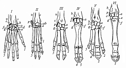 Skeleton of the hand or fore foot of six mammals. I man, II dog, III pig, IV ox, V tapir, VI horse.