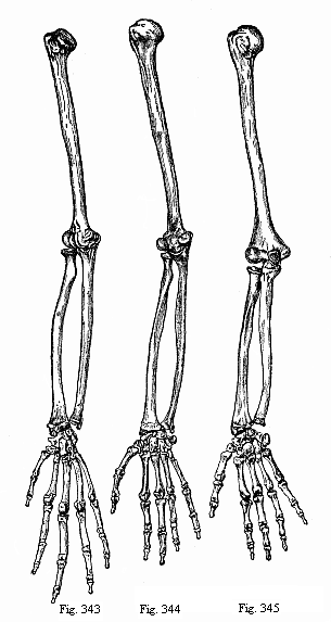 Fig. 343-345. Arm and hand of three anthropoids. Fig. 343. Chimpanzee (Anthropithecus niger). Fig. 344. Veddah of Ceylon (Homo veddalis). Fig. 345. European (Homo mediterraneus).