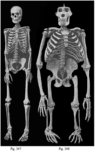 Fig. 347. Human skeleton. Fig. 348. Skeleton of the giant gorilla.