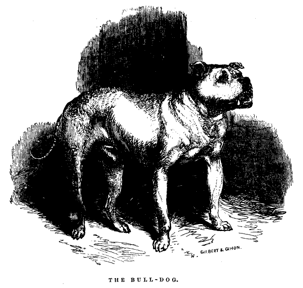 Bulldog